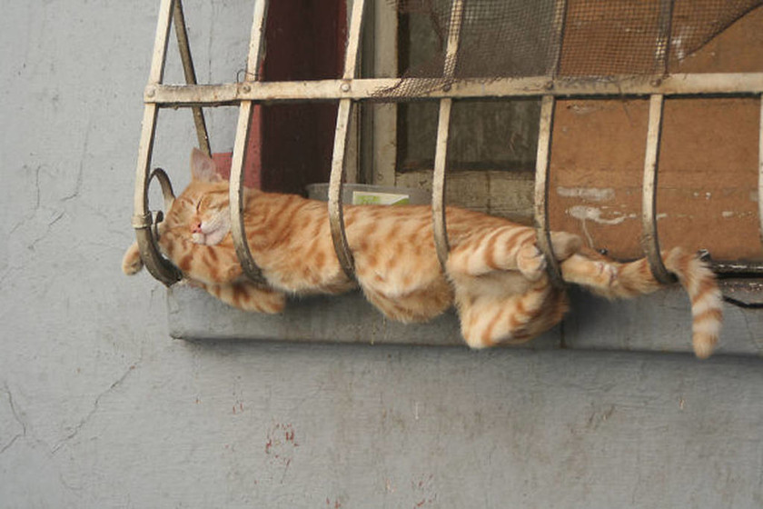 Σαράντα απίστευτες φωτογραφίες που αποδεικνύουν ότι οι γάτες μπορούν να κοιμηθούν οπουδήποτε
