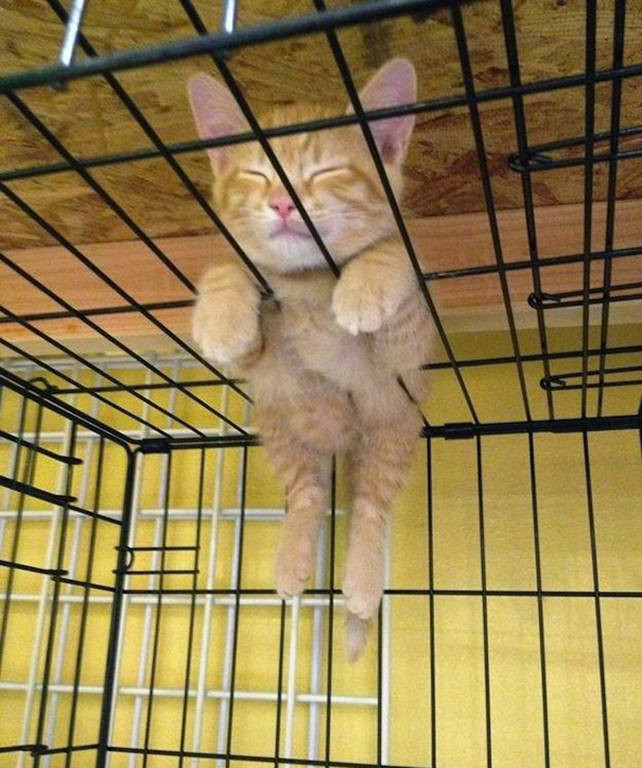 Σαράντα απίστευτες φωτογραφίες που αποδεικνύουν ότι οι γάτες μπορούν να κοιμηθούν οπουδήποτε