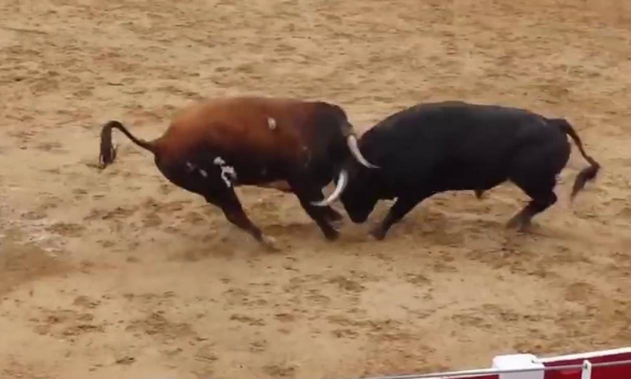 Απίστευτο βίντεο: Δύο ταύροι συγκρούονται «μετωπικά» και πεθαίνουν ακαριαία μέσα στην αρένα!