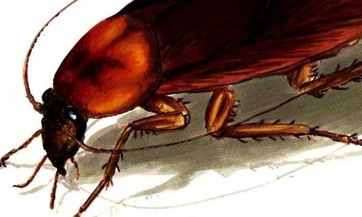 Σοκ: Δέκα παράξενα πράγματα που δεν γνωρίζατε για τις κατσαρίδες