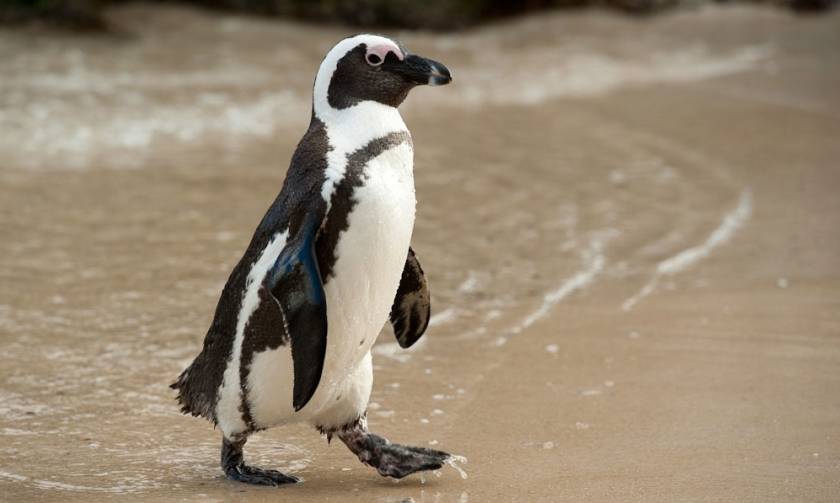 Απήγαγαν έναν... πιγκουίνο για να διαμαρτυρηθούν για την αιχμαλωσία των ζώων!