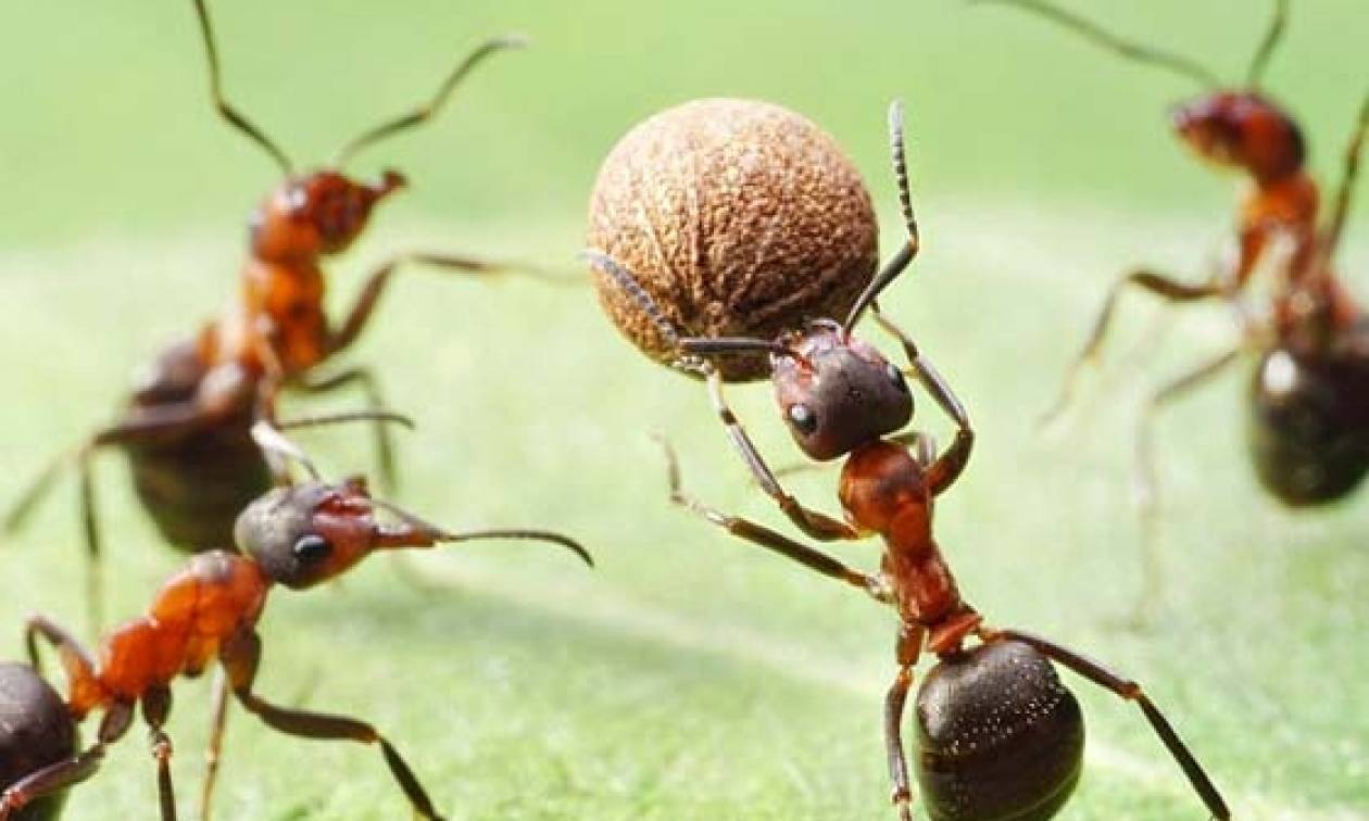 Αυτό είναι το απόλυτο κόλπο για να εξαφανίσετε τα μυρμήγκια από το σπίτι
