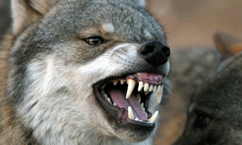 Τρόμος στην Kαστοριά - Επίθεση λύκου σε σπίτι