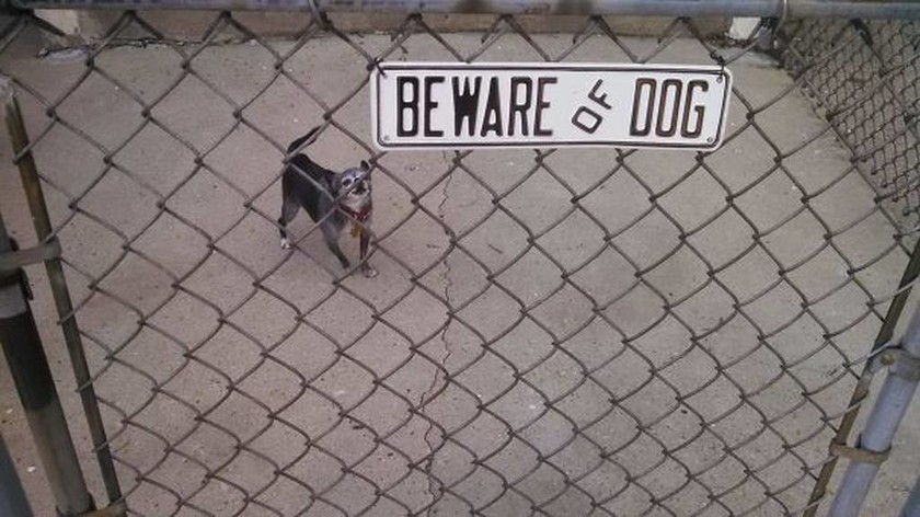 Όταν η ταμπέλα «Προσοχή Σκύλος» σε προϊδεάζει για κάτι άλλο από αυτό που βλέπεις