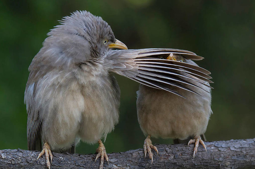 Όταν η φύση έχει κέφια: Αυτές είναι οι πιο ξεκαρδιστικές φωτογραφίες των βραβείων Comedy Wildlife 