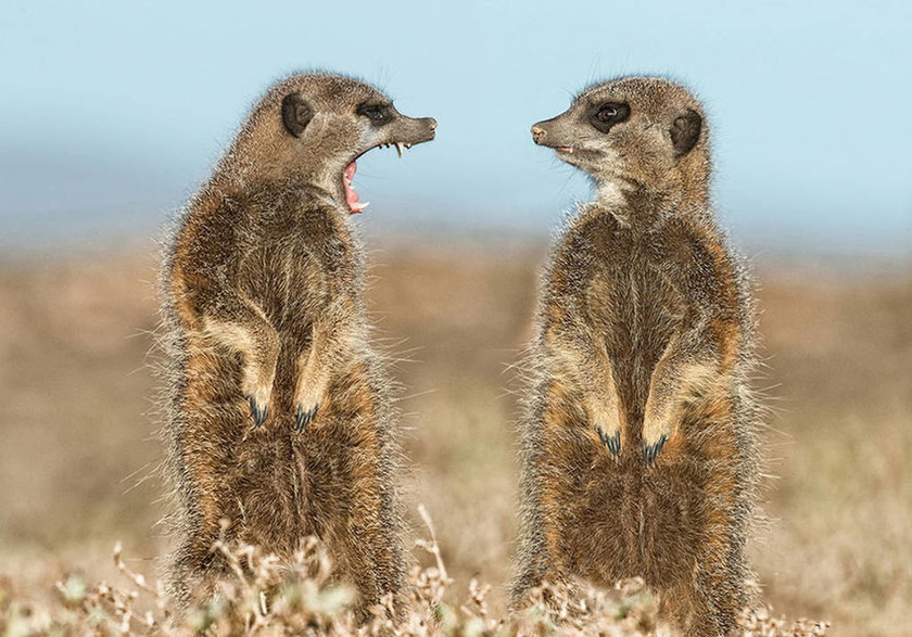 Όταν η φύση έχει κέφια: Αυτές είναι οι πιο ξεκαρδιστικές φωτογραφίες των βραβείων Comedy Wildlife 