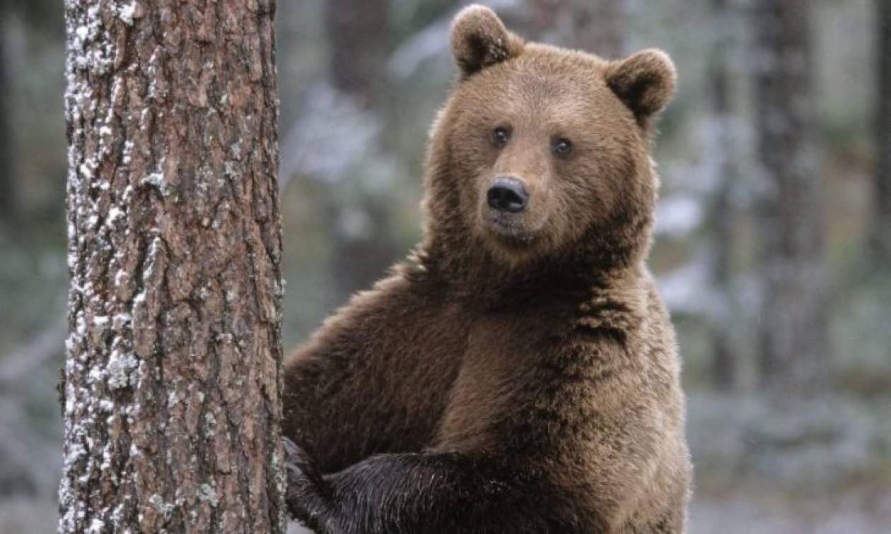 Ρουμανία: Σκότωσαν αρκούδα που περιπλανιόταν στην πόλη Σίμπιου