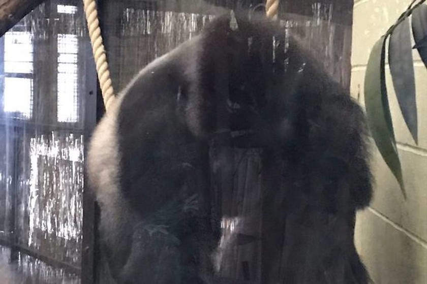 Τρόμος στο Λονδίνο: Απέδρασε γορίλας από το ζωολογικό κήπο (pics+vid)
