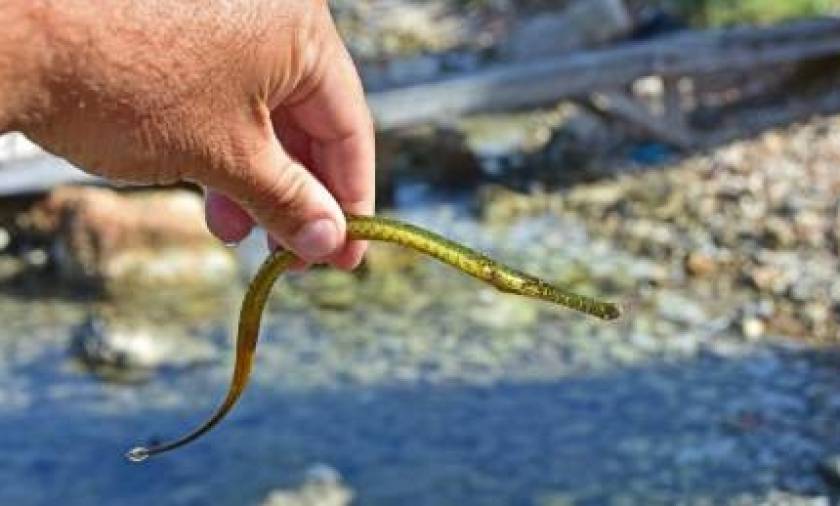Απίστευτο: Βρέθηκε σπάνιο τροπικό ψάρι στο… Ναύπλιο! (video+photos)
