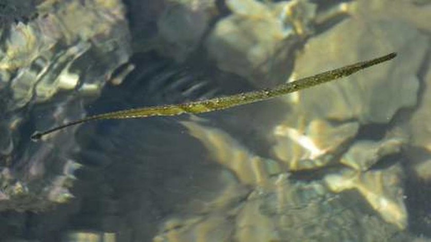 Απίστευτο: Βρέθηκε σπάνιο τροπικό ψάρι στο… Ναύπλιο! (video+photos)