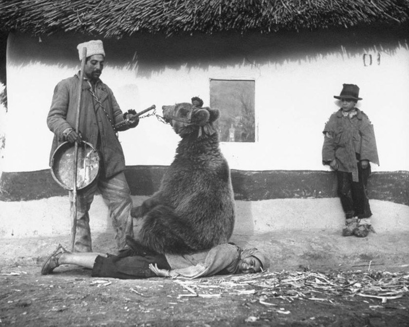 Χρησιμοποιώντας μια αρκούδα για τη θεραπεία του πόνου στην πλάτη, Ρουμανία, 1946.