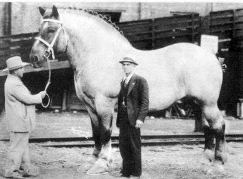 Το μεγαλύτερο άλογο στον κόσμο το 1928.