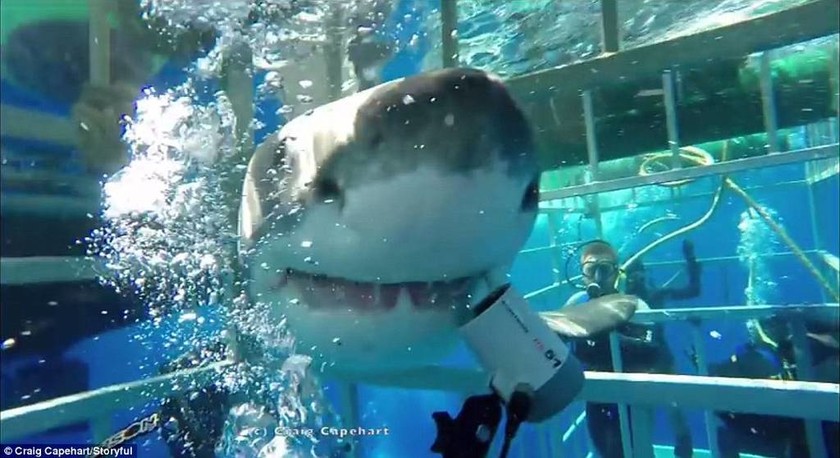 Τρόμος: Λευκός καρχαρίας μπήκε σε κλουβί που βρισκόταν δύτης (pics + vid)