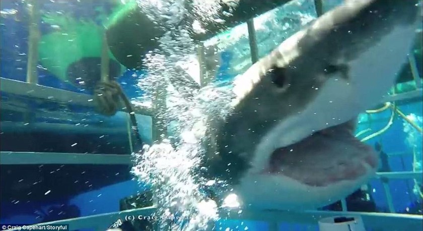 Τρόμος: Λευκός καρχαρίας μπήκε σε κλουβί που βρισκόταν δύτης (pics + vid)