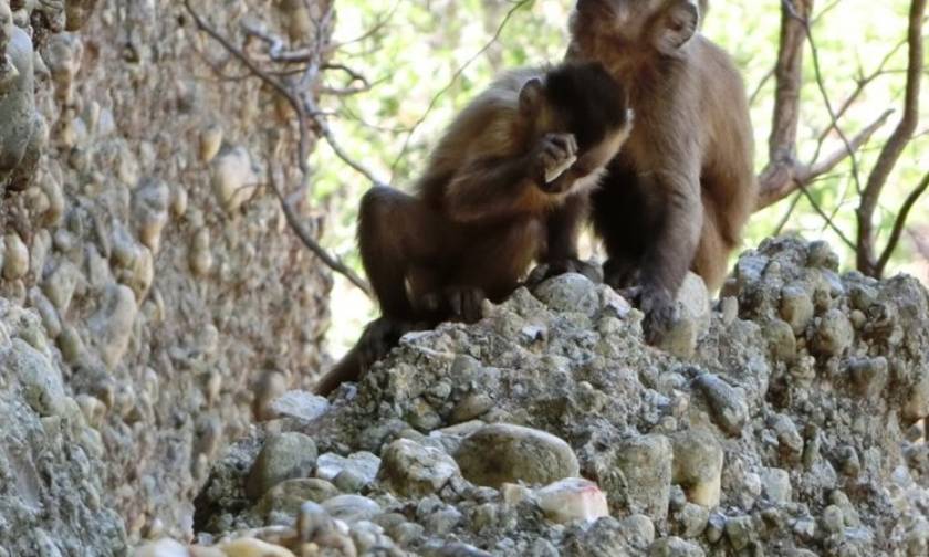 Μαϊμούδες σπάνε πέτρες για να φτιάξουν αιχμηρά εργαλεία και μας «κλέβουν» άλλη μια αποκλειστικότητα