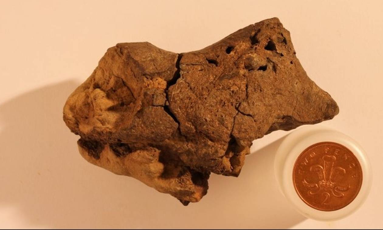 Βρήκαν για πρώτη φορά απολιθωμένο εγκέφαλο δεινοσαύρου της κρητιδικής περιόδου