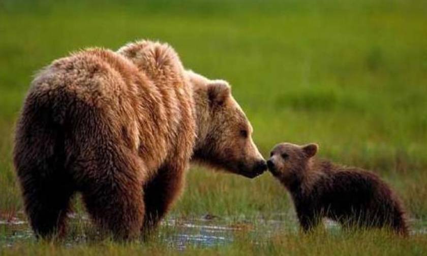 Σοκ στην Ξάνθη από επίθεση αρκούδας σε άνδρα
