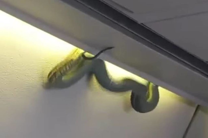 Πανικός στον αέρα: Δηλητηριώδες φίδι πέφτει από την οροφή πάνω στους επιβάτες (video)