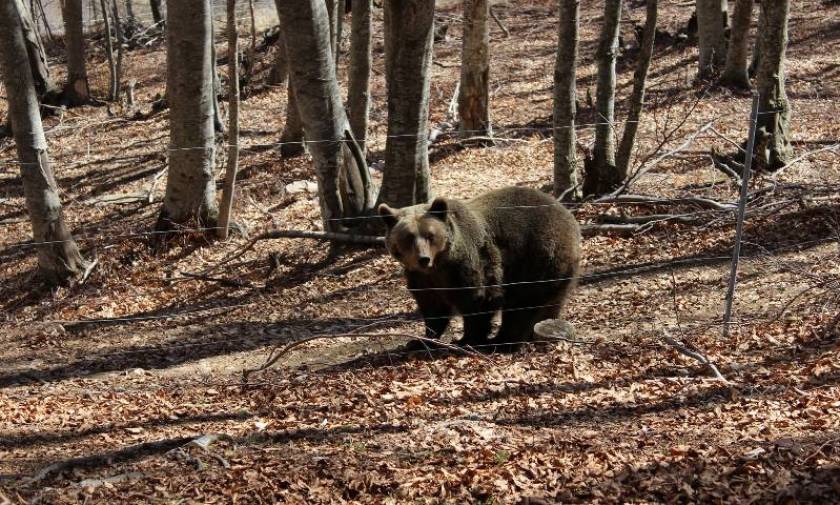Αρκούδες βγήκαν για… περίπατο στην πόλη της Καστοριάς - Μεγάλη κινητοποίηση της αστυνομίας