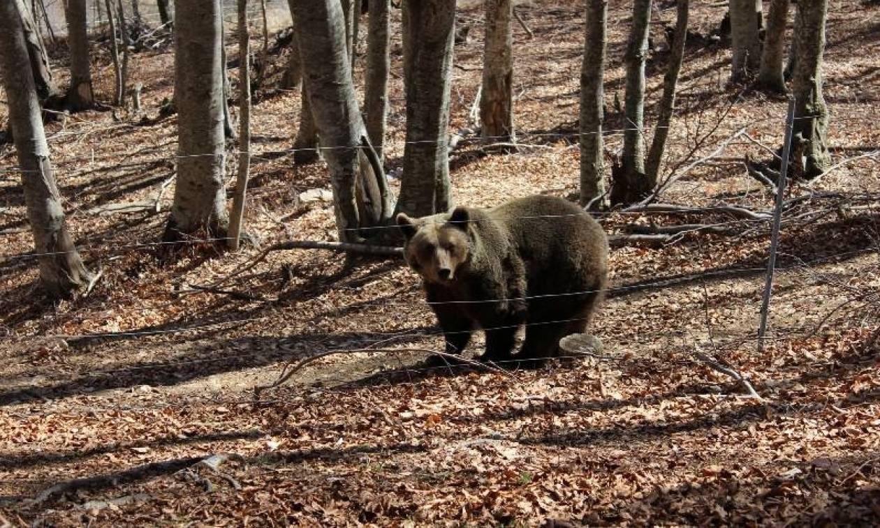 Αρκούδες βγήκαν για… περίπατο στην πόλη της Καστοριάς - Μεγάλη κινητοποίηση της αστυνομίας