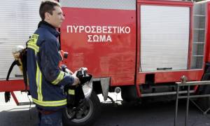 Χαλκιδική: Κινητοποίηση της Πυροσβεστικής για ένα… ιγκουάνα!