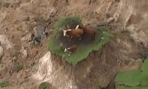 Viral video: Η ατυχία του να είσαι αγελάδα στον ισχυρότερο σεισμό των τελευταίων ετών