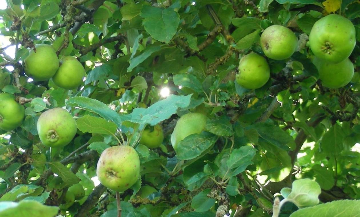 Η ιστορική μηλιά του Νεύτωνα θα βγάλει τώρα 30 απογόνους!