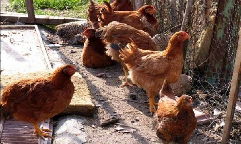 Δανία: Απαγορεύουν την εκτροφή πτηνών στο ύπαιθρο λόγω ανησυχίας για τη γρίπη
