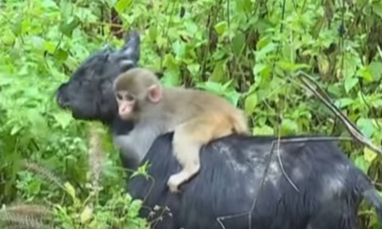 Αξιολάτρευτο μαϊμουδάκι επέλεξε ως μέσο μεταφοράς μία… κατσίκα! (video)