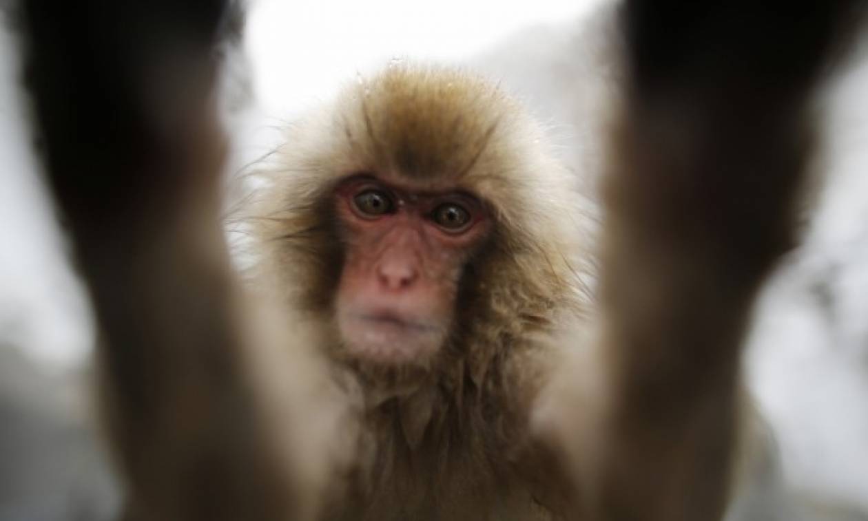 Απίστευτο: Μαϊμού προκάλεσε βεντέτα με τραγικό απολογισμό 16 νεκρούς!