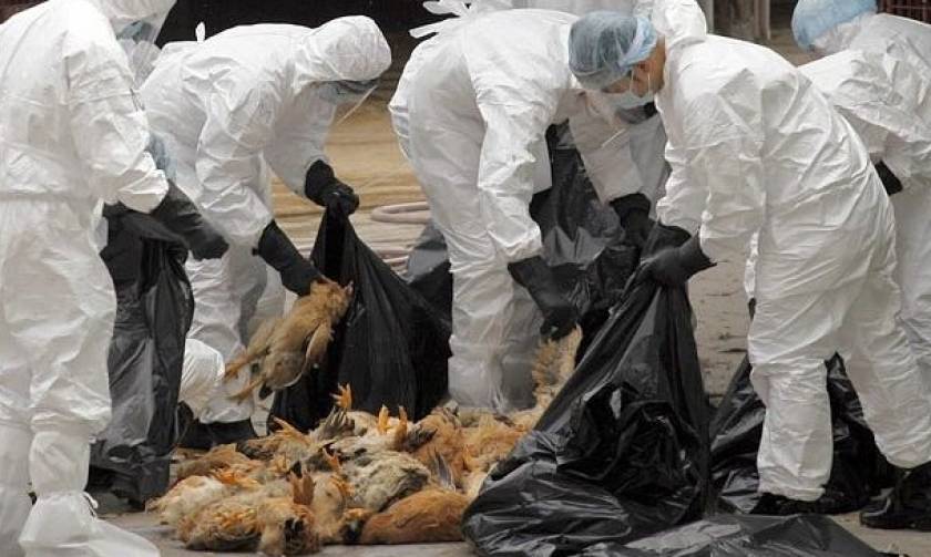 Συναγερμός - Σουηδία: Εστία γρίπης των πτηνών θα σφαγιαστούν 200.000 κοτόπουλα