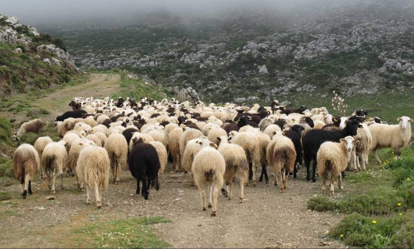 Αποζημιώσεις ύψους 5,5 εκατ. ευρώ για τους κτηνοτρόφους