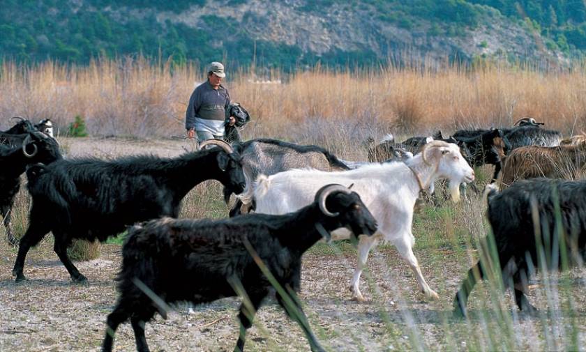 Έκτακτη στήριξη 1,68 εκατ. ευρώ στους κτηνοτρόφους των νησιών του Αιγαίου