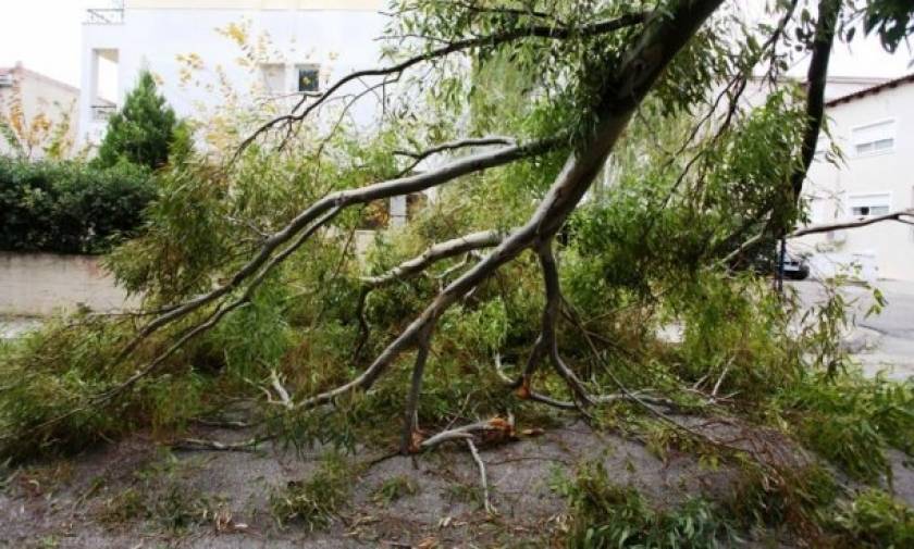 Κακοκαιρία: Έπεσε δέντρο στην Ευελπίδων λόγω των θυελλωδών ανέμων (vid)