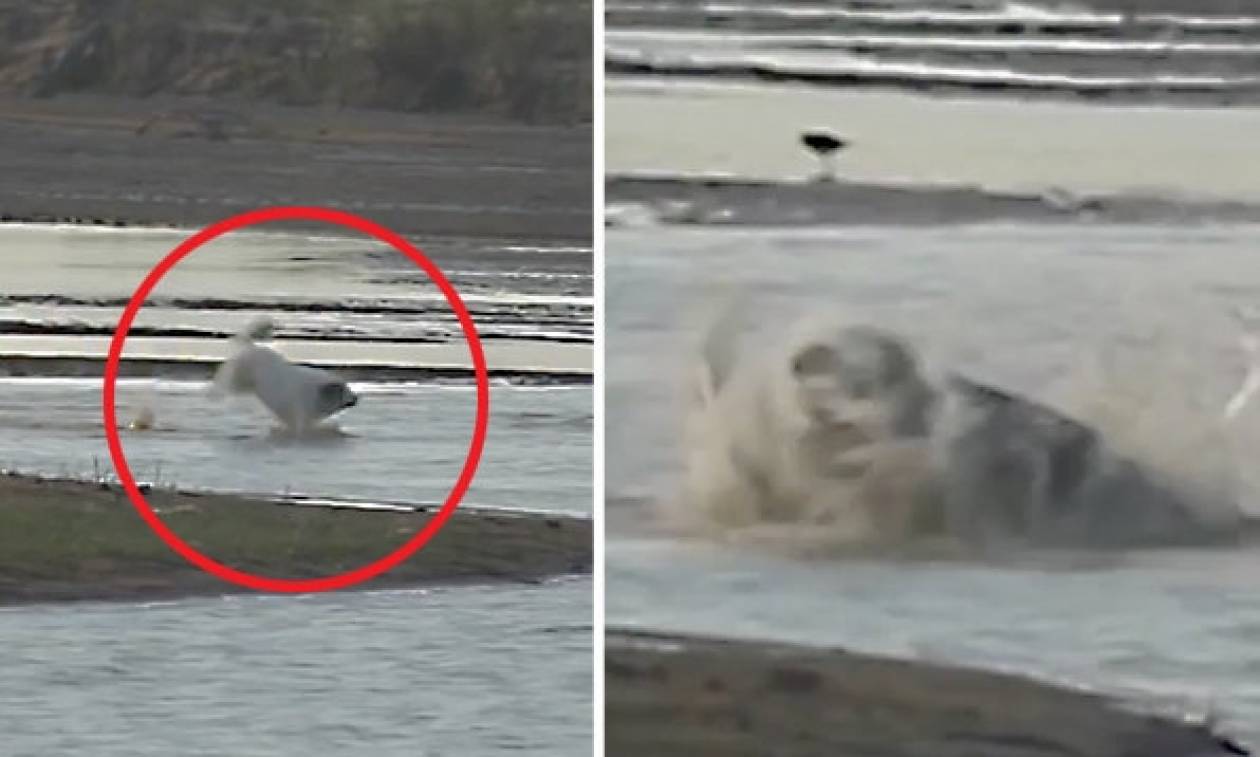 Το βίντεο που σόκαρε τον πλανήτη: Κροκόδειλος κατασπαράζει σκύλο. Αντέχετε να το δείτε;