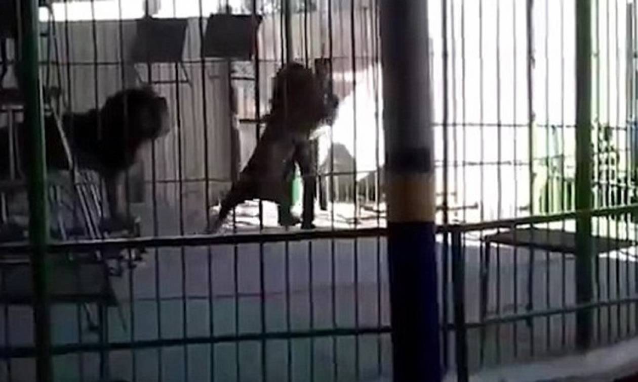 Βίντεο σοκ: Λιοντάρι τον δάγκωσε στο λαιμό και τον σκότωσε την ώρα της παράστασης!