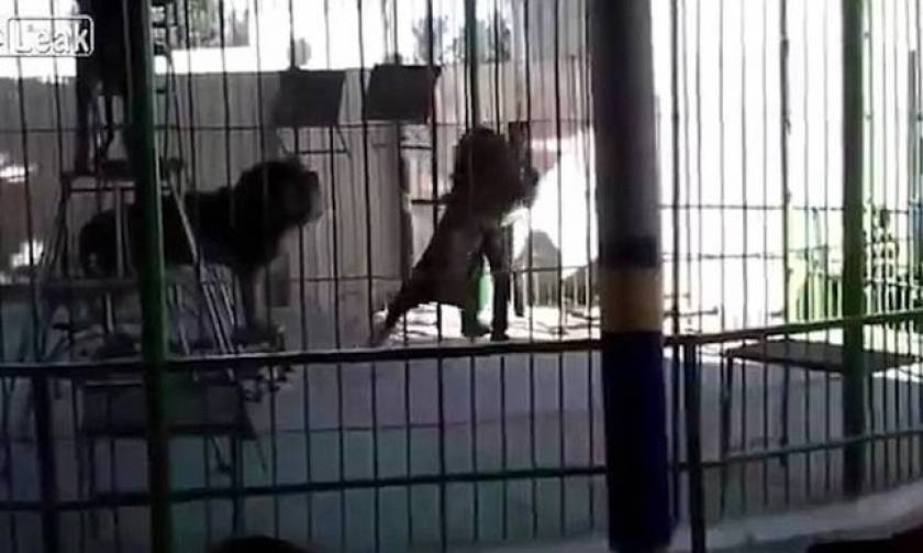 Η σοκαριστική στιγμή που λιοντάρι κατασπαράζει τον εκπαιδευτή του μέσα στο κλουβί (video)