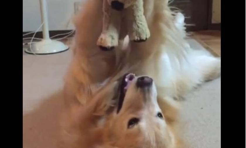 Ο σκυλάκος βρήκε το αγαπημένο του παιχνίδι! (video)