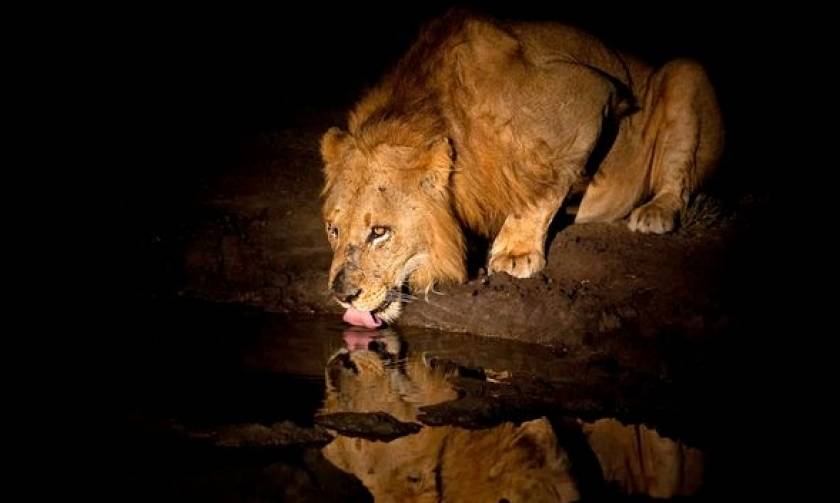 Μαγικές εικόνες από την Αφρική! Άγρια ζώα «λουσμένα» στο φως του φεγγαριού (photos)