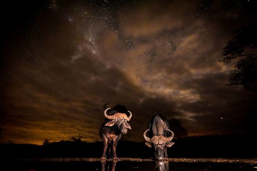 Μαγικές εικόνες από την Αφρική! Άγρια ζώα «λουσμένα» στο φως του φεγγαριού 