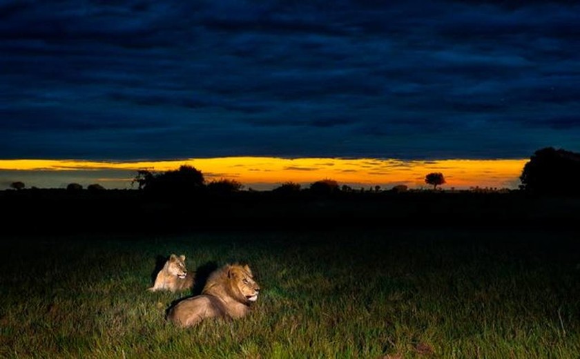 Μαγικές εικόνες από την Αφρική! Άγρια ζώα «λουσμένα» στο φως του φεγγαριού 