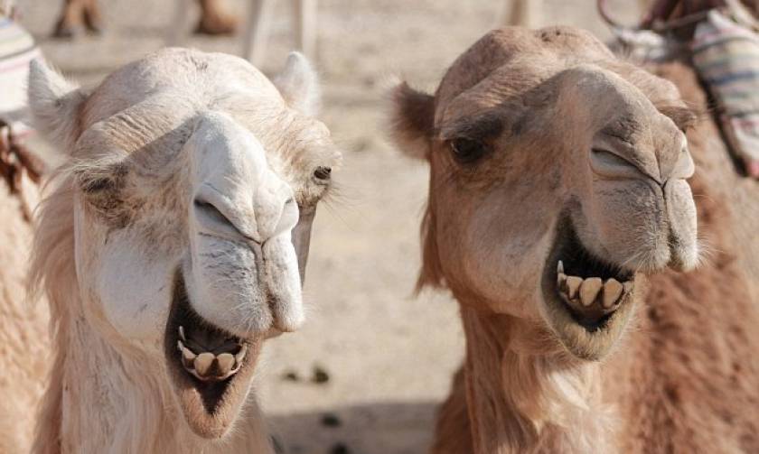 Ιράν: Βάζουν πινακίδες στις καμήλες για να μειώσουν τα ατυχήματα
