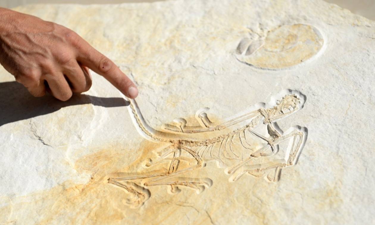 Μεγάλη ανακάλυψη: Βρέθηκε ουρά φτερωτού δεινοσαύρου διατηρημένη σε απολιθωμένη ρυτίνη (pic)