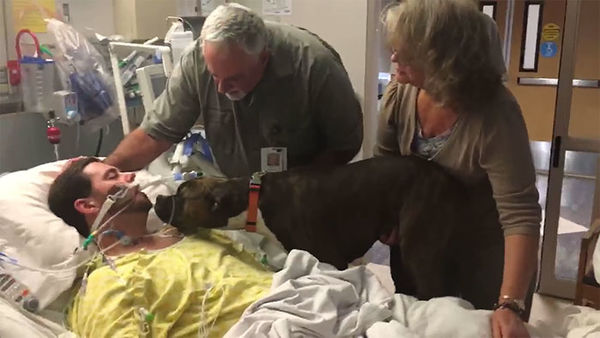 dog visits dying owner hospital 6 1