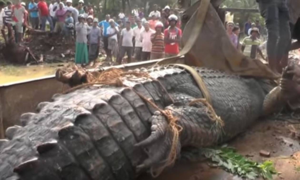 Εντυπωσιακό: Απελευθέρωσαν κροκόδειλο βάρους ενός τόνου στη Σρι Λάνκα! (vid)