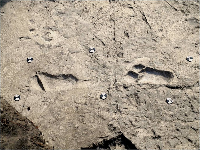 Ανακαλύφθηκαν απολιθωμένες πατημασιές του... «Τσουμπάκα» της Αφρικής ηλικίας 3,7 εκατ. ετών! (pics)