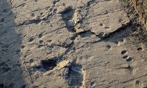 Ανακαλύφθηκαν απολιθωμένες πατημασιές του... «Τσουμπάκα» της Αφρικής ηλικίας 3,7 εκατ. ετών! (pics)