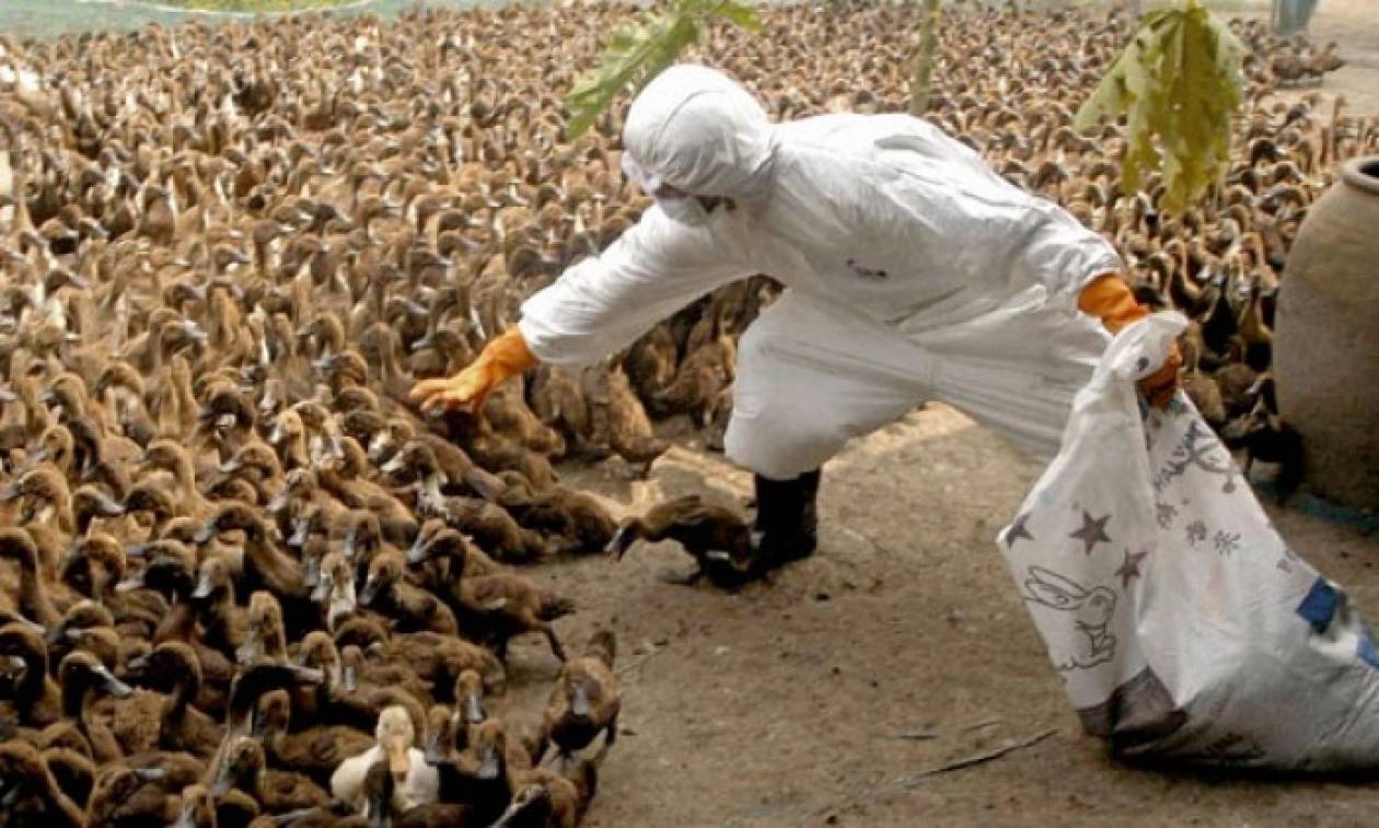 Συναγερμός στην Ιαπωνία: Μάχη με νέα γρίπη των πτηνών - Θανατώνουν εκατοντάδες χιλιάδες πουλερικά
