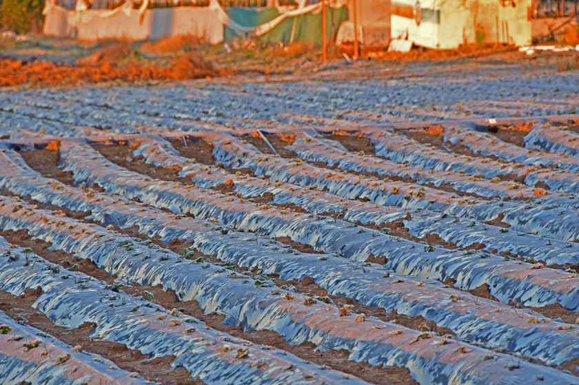 Αργολίδα: Σοβαρά προβλήματα στην αγροτική παραγωγή από τον παγετό (εντυπωσιακές φωτογραφίες)