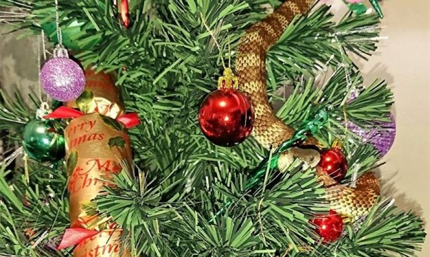 Ενέδρα θανάτου από φίδι-τίγρη σε χριστουγεννιάτικο δέντρο – Δείτε απίστευτες φωτογραφίες